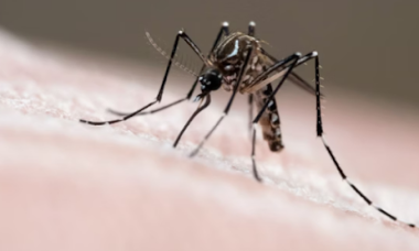 MOSQUITO