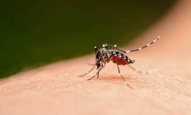 mosquito-da-dengue